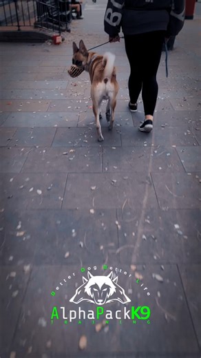 Dog and people aggressive Titch the shepherd/mali/husky/akita mix has made huge progress in the last 4 weeks, because his owners have put the work in 👏🏻👏🏻👏🏻 His first trip out in a long time, huge breakthroughs for this boy 👏🏻👏🏻👏🏻 BETTER DOG BETTER LIFE DM me for a better relationship with your dog #dogtrainer #behaviourist #dogtraining #reactivity #aggression #betterdogbetterlife | AlphaPack K9 Training