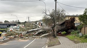 Road finally clear after fallen gum tree knocks out school power