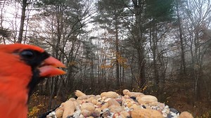 24K views · 2K reactions | Northern Cardinal, Black-capped Chickadee, Blue Jays, Red-bellied Woodpecker | Critter Cam | Facebook