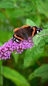 Red admiral butterfly (Vanessa atalanta) drinking nectar on pink Buddleja flowers in summer