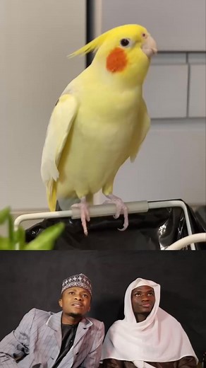 Ayesha Siddika on Reels