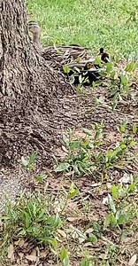 A mallard duck made a nest in our front yard a month ago. The eggs finally hatched and we have babies! | Ken Johnson, First Alert 6 Chief Meteorologist