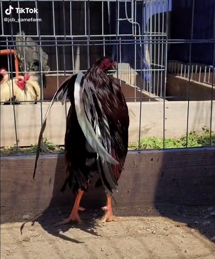 Cardinal Club Kelso Gamefowl: Gallos, Gallos Finos, Gamefowl, and More