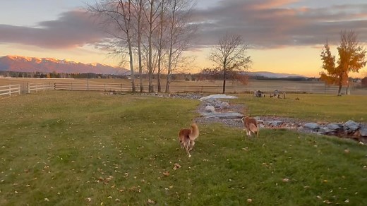 Our evening walk… | John Robinson