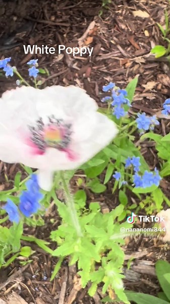 Exploring the White Poppy: A Full Moon Garden Discovery