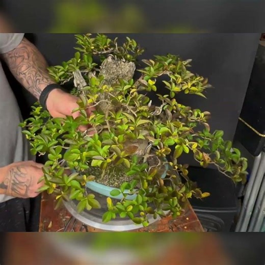 Bonsai Wire Removal Watch This Before You Kill Your Bonsai Branches!