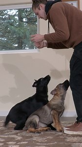 51K views · 2.2K reactions | Training In Sync with 3 Month Old Puppies! #workingdog #gsd #k9 #germanshepherd | Kraftwork K9 Pro German Shepherds | Facebook
