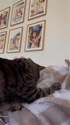 World's worst domestic short-haired cat in the world attacks human, scratching and clawing his shirt