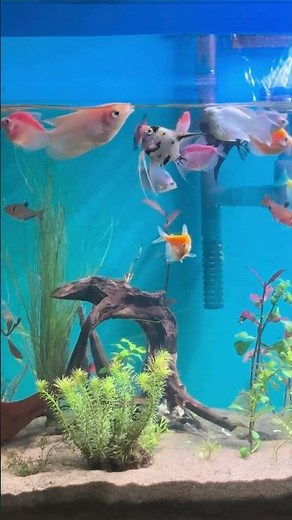 ✨🐠 Mesmerizing Planted Tank LIVE 🌿🎥 #aquariumlife