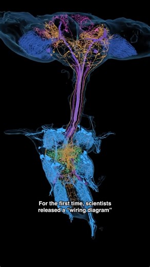Harvard Medical School on Instagram: "In a first, scientists at three HMS labs and international collaborators have released a “wiring diagram” that encompasses the entire central nervous system of an adult fruit fly. The team has made the entire dataset freely available online at flywire.ai. Because it is a live resource, researchers worldwide can continue to improve the connectome by adding new information about fly neurons. “This is a major open science effort, and a great example of the powe