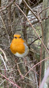 His chattering 🥰 They have so many different songs and sounds for communication, I find it fascinating how they learn them all! Incredible little birds ❤️ | Putman and Robin