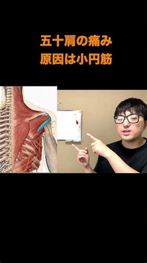 【五十肩】痛みの黒幕は肩じゃない。理学療法士が解剖学で暴く「本当の原因」 #五十肩 #肩痛原因 #理学療法士