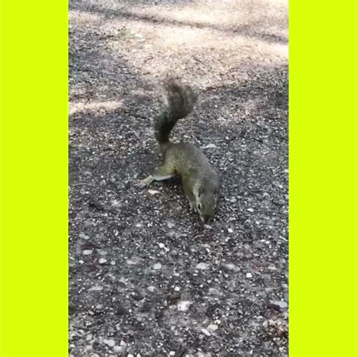 Lo scoiattolo intelligente The intelligent squirrel L'écureuil intelligentالسنجاب الذكى#animals #fyp