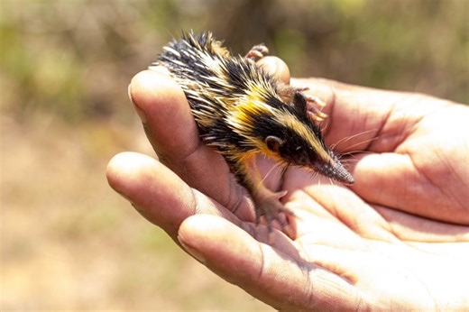 9 Pets That Look Like Rodents but Aren't