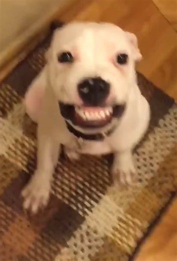 Smiling Dog Compilation: Heartwarming Moments