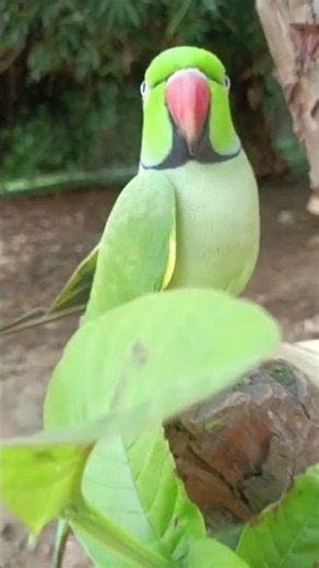 mummy ko bulao mithu beta #parrot