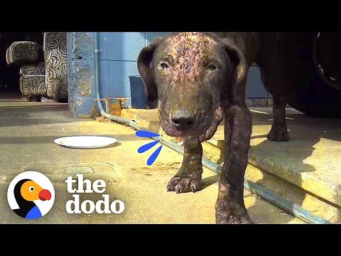 This Dog Transformation Is Everything | The Dodo