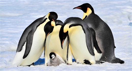 How 10 Snow Animals Outsmart Winter Using Unique Adaptations