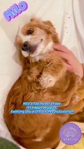 Sweetest cocker spaniel can’t stop wagging his tail! 🥰 | Camp Cocker Rescue