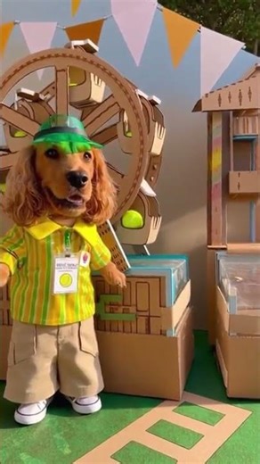Miniature English Cocker Spaniel Opens Ball Land, Obviously