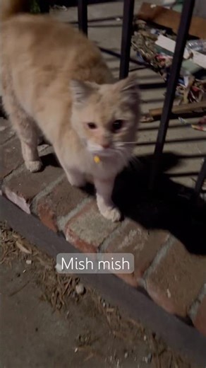 😻Why are cats chasing me?😘