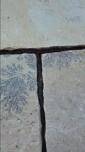Fossils or Not? Amazing Limestone Pseudofossils Explained! 🔍🪨
