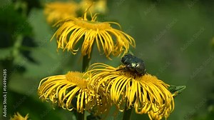 Beautiful rose chafer bug Cetonia aurata on yellow medical flower Elecampane Inula helenium