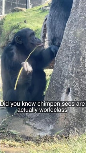 Just a chimp living its best life #chimpanzee #wildlife #naturelovers #wildlifevideo #animalworld