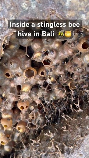 INSIDE A STINGLESS BEE HIVE #shorts