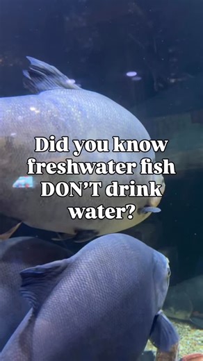 Blue Zoo OKC | Aquarium on Instagram: "Freshwater fish live in water that’s less salty than their bodies. Which means water is constantly moving into them through their gills and skin. So do freshwater fish drink water? Not really! 💧🐟 Instead of gulping it down like saltwater fish, freshwater fish absorb water naturally through a process called osmosis. Because water is always entering their bodies this way, they have special adaptations that help them stay balanced and healthy. It’s all about