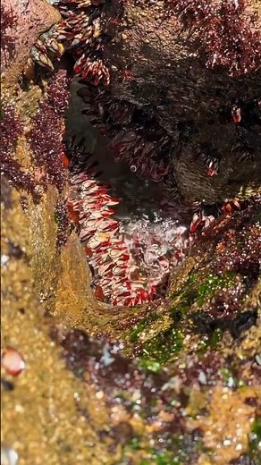 Barnacles Inside the Rocks