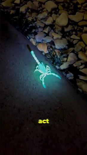 Scorpions Are Actually Aliens (Proof) 🔦