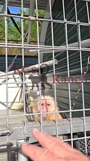 33K views · 556 reactions | "Jackie B" learning to spin on command #ballerina #SpinToWin #spinner #training #goodboy #smart | KCs Ranch | Facebook