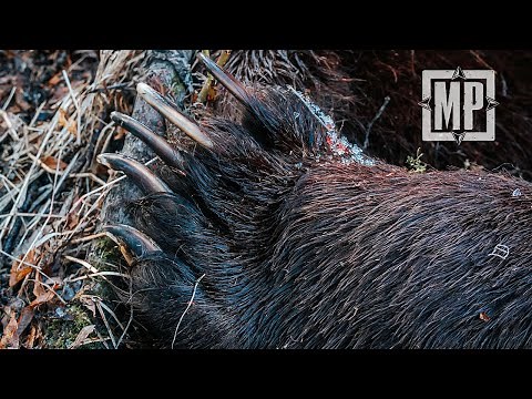 Giant Grizzly Bear in Alaska - The Trophy Room | Mark V. Peterson Hunting