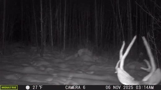 4 points or better to be legal. One tag. This goofy buck coming home? #muledeer #deerhunting #hunting #howtohunt #huntingbc #solohunter #selectivehunting #conservation #heakthyfood | Proguide66, Steve Isdahl