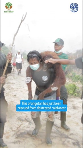 Epic Rescue of Orangutan From Destroyed Rainforest