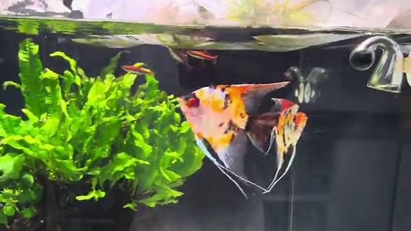 Red Devil Angelfish at Aquotix Aquariums, Perth