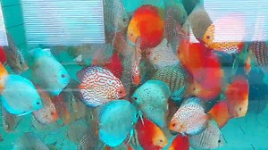 Massive discus on granules? No problem with professional formula ingredients : Krill, squid meal, insect protein,fish meal, rice protein, rye,rice, wheat, shrimp meal,dried algae Chlorella and Spirulina,salmon oil,brewers yeast,zeolite,mixture of medicinal herbs, mushroom Shiitake,Chia seed oil,red paprika pigment,amino acids,prebiotics,mannanoligosacharides and beta-glucans,probiotics,black mosquito larvae and more. ROYAL MENU is healthies way to feed your fish and at the same time most efectiv