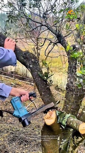 Cutting Tree Branches with Automatic Electric Scissors | Easy & Efficient Method.