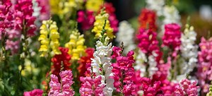 How to Collect and Store Snapdragon Seeds | DoItYourself.com