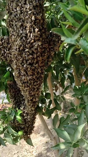 Discovering a Bee Cluster in Nature's Orchard