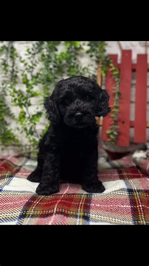 Meet Charlie Brown he is a confident sweet boy that loves being with people rather than his siblings. The last photo is of a related puppy that is 5 months old to show what he will mature like. Messaged me for more information!  | Fancy Pants Labradoodles | Facebook