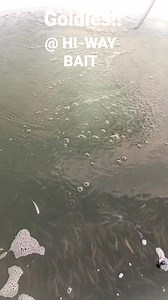 1.1K views · 11 reactions | Golden. SHINERS Hi-Way Bait & Tackle | D.J.'s Customeyes Lures | Facebook