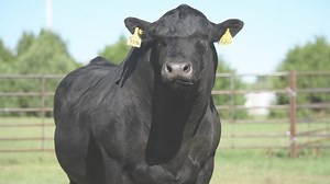 Proven cow maker with progeny that cattlemen appreciate! The Fall 2024 Sire Evaluation results are in and JUSTIFY is the only proven bull in the breed with his combination of CED, BW EPD and Accuracy, HS, HP and Milk. His daughters have entered production with fantastic udder quality, and his progeny have been highly appreciated by many cattlemen. JUSTIFY is an outcross calving ease option who can be used for multi-trait improvement and to add excellent maternal value. JUSTIFY is available in Co