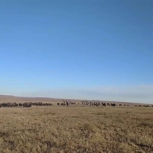 This is one herd of about 1500 bison here at 777 Ranch in western South Dakota. Can you imagine what it would have been like to encounter a herd of 15,000? Or 150,000? Or even 1,500,000 bison?! Yes, there were reports of herds with over a million head of bison! Bison herds are growing in our country again. Lets keep bringing them back!! Thanks to Kris Brown for this video! | NorthStar Bison