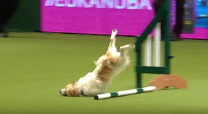 Agility Course Fail Doesn’t Stop This Dog, And It Has The Announcer In Stitches