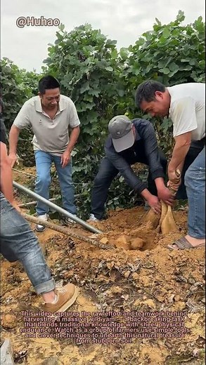 "Giant Wild Yam Harvest! Backbreaking Work Pays Off | Farming Life"