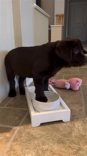 Beautiful little man 🥹❤️ #labrador #labradorretriever #labradorpuppy #labradorpuppies #labradorlover #labradorpuppy❤️ #labradorworld #labradorlife #labradorlife🐾 | The Labrador Club