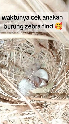 time to check the zebra finch chicks #birds #clearmaster #chirpingmania #wildchirpingbirds