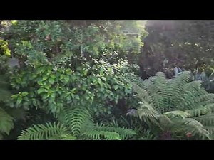 Australian Fern Tree | Tropical Elegance for Your Landscape | Tuesday Tree